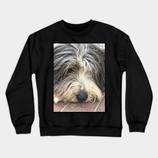 Bearded Collie Nap Time - Always got one eye open just in case! Crewneck Sweatshirt